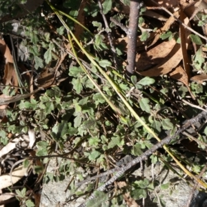 Xanthosia pilosa at Charleys Forest, NSW - 8 Aug 2023