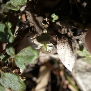 Xanthosia pilosa at Charleys Forest, NSW - 8 Aug 2023