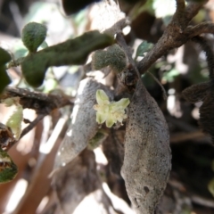 Xanthosia pilosa at Charleys Forest, NSW - 8 Aug 2023