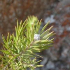 Melaleuca capitata (Sandstone Honey-Myrtle) at Charleys Forest, NSW - 8 Aug 2023 by arjay