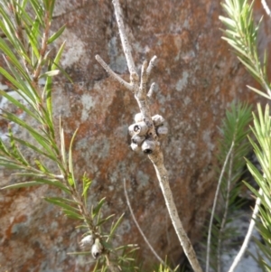 Melaleuca capitata at Charleys Forest, NSW - 8 Aug 2023