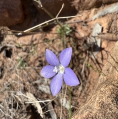 Wahlenbergia gracilis (Australian Bluebell) at Gunderbooka, NSW - 28 Aug 2023 by SimoneC