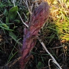 Orobanche minor (Broomrape) at Fadden, ACT - 8 Sep 2023 by KumikoCallaway