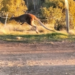 Notamacropus rufogriseus (Red-necked Wallaby) at Yass River, NSW - 6 Sep 2023 by 120Acres