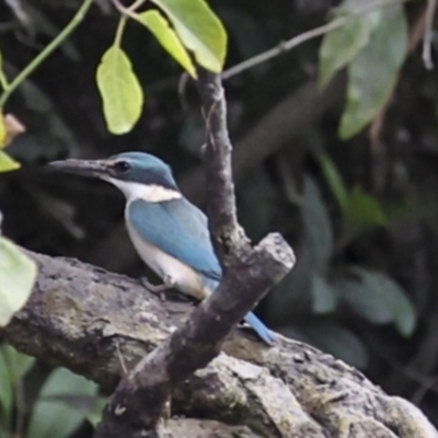 Todiramphus sanctus (Sacred Kingfisher) at Glen Isla, QLD - 7 Aug 2023 by AlisonMilton