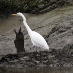 Ardea alba (Great Egret) at Glen Isla, QLD - 7 Aug 2023 by AlisonMilton