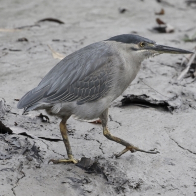 Butorides striata (Striated Heron) at Preston, QLD - 7 Aug 2023 by AlisonMilton