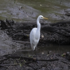 Ardea alba (Great Egret) at Preston, QLD - 7 Aug 2023 by AlisonMilton