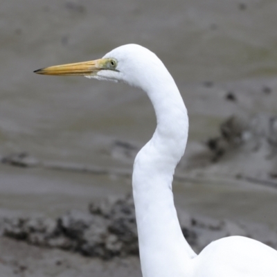 Ardea alba (Great Egret) at Preston, QLD - 7 Aug 2023 by AlisonMilton