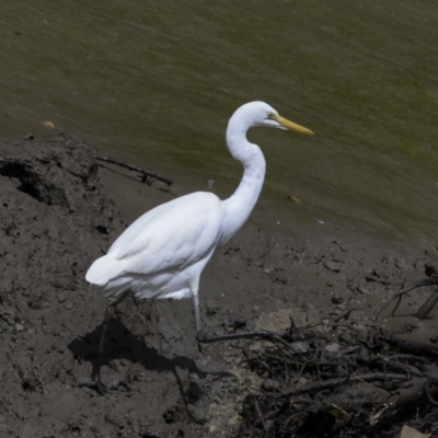 Ardea alba (Great Egret) at Preston, QLD - 7 Aug 2023 by AlisonMilton