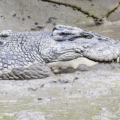 Crocodylus porosus (Saltwater Crocodile, Estuarine Crocodile) at Preston, QLD - 7 Aug 2023 by AlisonMilton