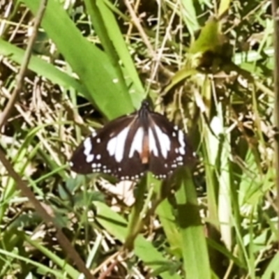 Danaus affinis (Marsh Tiger / Swamp Tiger) at Glen Isla, QLD - 7 Aug 2023 by AlisonMilton