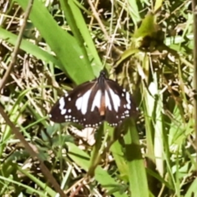 Danaus affinis (Marsh Tiger) at Glen Isla, QLD - 7 Aug 2023 by AlisonMilton