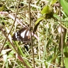 Danaus affinis at Glen Isla, QLD - 7 Aug 2023 12:48 PM