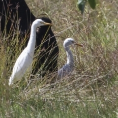 Bubulcus coromandus (Eastern Cattle Egret) at Glen Isla, QLD - 7 Aug 2023 by AlisonMilton