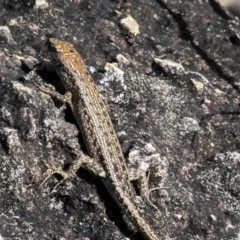Unverified Skink at Whitsundays, QLD - 8 Aug 2023 by AlisonMilton