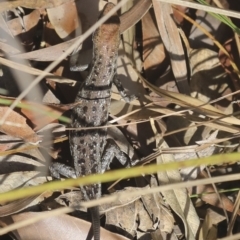 Unverified Skink at Whitsundays, QLD - 8 Aug 2023 by AlisonMilton