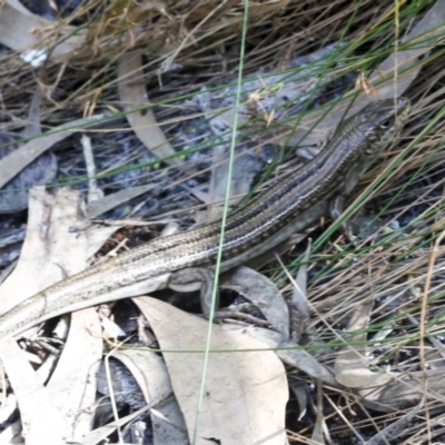 Unverified Skink at Whitsundays, QLD - 8 Aug 2023 by AlisonMilton