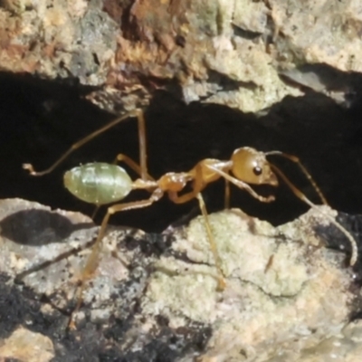Unidentified Ant (Hymenoptera, Formicidae) at Whitsundays, QLD - 8 Aug 2023 by AlisonMilton