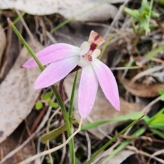 Caladenia fuscata at Gundaroo, NSW - 8 Sep 2023