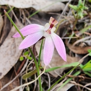 Caladenia fuscata at Gundaroo, NSW - 8 Sep 2023