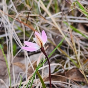 Caladenia fuscata at Gundaroo, NSW - 8 Sep 2023