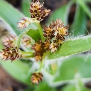 Luzula sp. at Gundaroo, NSW - 8 Sep 2023