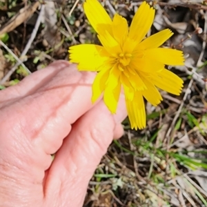 Microseris walteri at Gundaroo, NSW - 8 Sep 2023 02:55 PM