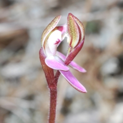 Caladenia sp. (A Caladenia) at Cavan, NSW - 9 Sep 2023 by Harrisi