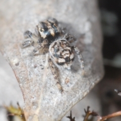 Maratus plumosus (Plumed Peacock Spider) at Cavan, NSW - 9 Sep 2023 by Harrisi