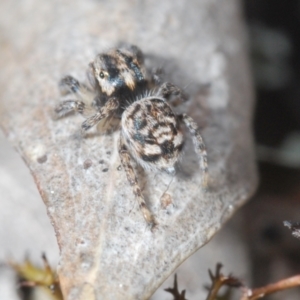 Maratus plumosus at Cavan, NSW - 9 Sep 2023 04:11 PM