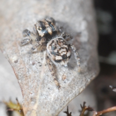 Maratus plumosus (Plumed Peacock Spider) at Cavan, NSW - 9 Sep 2023 by Harrisi