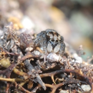 Maratus plumosus at Cavan, NSW - 9 Sep 2023 04:11 PM