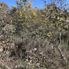 Acacia baileyana (Cootamundra Wattle, Golden Mimosa) at Majura, ACT - 2 Sep 2023 by waltraud