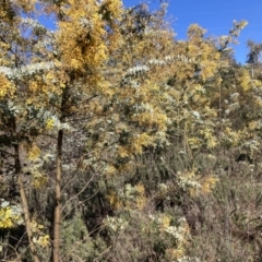 Acacia baileyana at Majura, ACT - 2 Sep 2023 02:29 PM