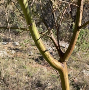 Acacia decurrens at Majura, ACT - 2 Sep 2023 03:48 PM