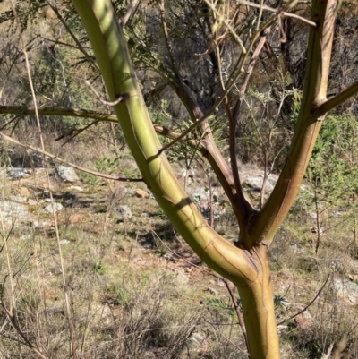 Acacia decurrens (Green Wattle) at Majura, ACT - 2 Sep 2023 by waltraud