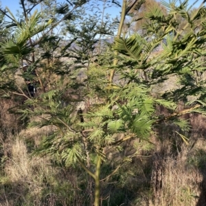 Acacia decurrens at Majura, ACT - 2 Sep 2023 03:48 PM