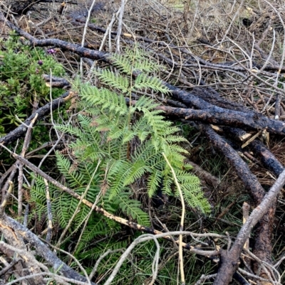 Pteridium esculentum (Bracken) at Wamboin, NSW - 28 Aug 2023 by Komidar