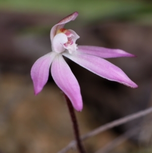 Caladenia fuscata at Canberra Central, ACT - 9 Sep 2023