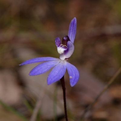 Cyanicula caerulea (Blue Fingers, Blue Fairies) at Canberra Central, ACT - 9 Sep 2023 by RobertD