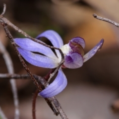 Cyanicula caerulea (Blue Fingers, Blue Fairies) at Canberra Central, ACT - 9 Sep 2023 by RobertD