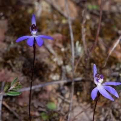 Cyanicula caerulea (Blue Fingers, Blue Fairies) at Canberra Central, ACT - 9 Sep 2023 by RobertD