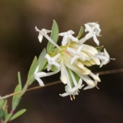 Pimelea linifolia (Slender Rice Flower) at Canberra Central, ACT - 9 Sep 2023 by RobertD