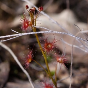 Drosera auriculata at Canberra Central, ACT - 9 Sep 2023