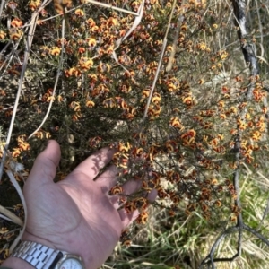 Dillwynia sp. Yetholme (P.C.Jobson 5080) NSW Herbarium at Tuggeranong, ACT - 3 Sep 2023