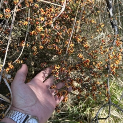 Dillwynia sp. Yetholme (P.C.Jobson 5080) NSW Herbarium at Urambi Hills - 3 Sep 2023 by dwise