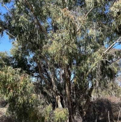 Eucalyptus elata (River Peppermint) at Greenway, ACT - 3 Sep 2023 by dwise