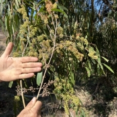 Eucalyptus elata at Bullen Range - 3 Sep 2023