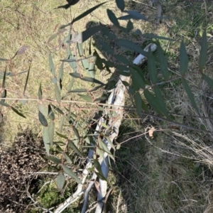 Eucalyptus elata at Bullen Range - 3 Sep 2023